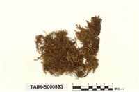 藏品(平葉燕尾苔)的圖片